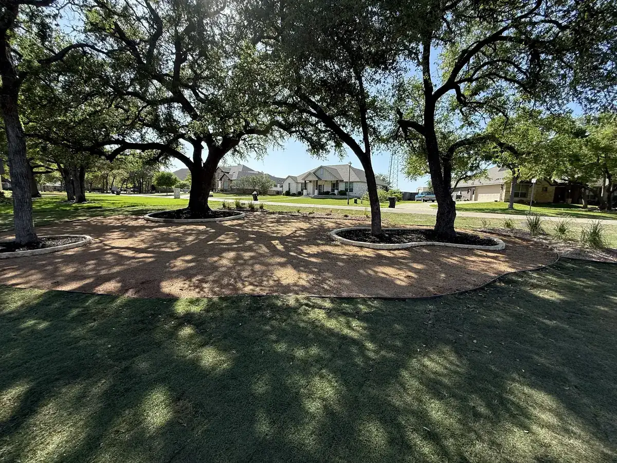 Fresh sod laid around mature trees with a curved concrete border in Temple, Texas